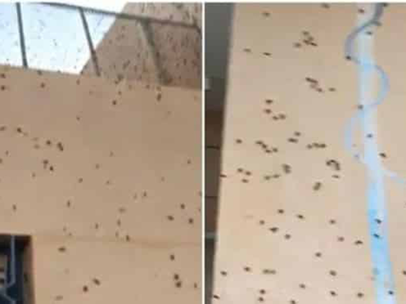 اضغط لمشاهدة الفيديو: آلاف الصراصير تغزو مدرسة في أول يوم دارسي بمدينة خليص!